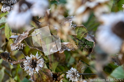Image of Withered frost flowers as background.