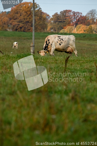 Image of Cow in meadow in summer season.