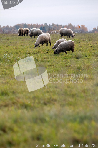 Image of Sheep herd on meadow in summer season.