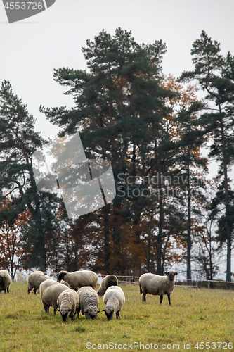 Image of Sheep herd on meadow in summer season.