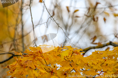 Image of Maple branch in autumn as background.