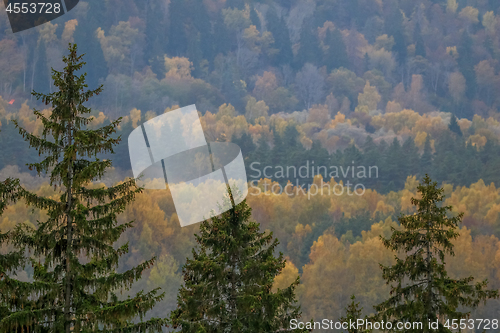 Image of Autumn scene with colorful autumn trees.