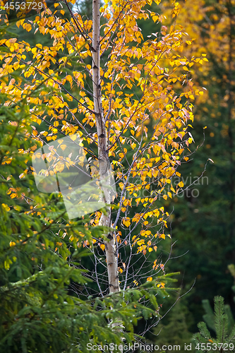 Image of Autumn scene in forest with colorful autumn trees. 