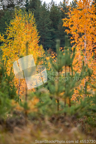 Image of Autumn scene in forest with colorful autumn trees. 