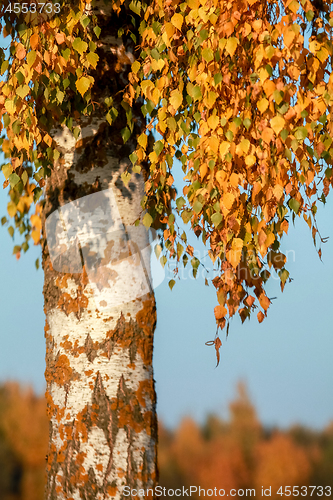 Image of Birch with yellow leaves in sunny autumn day.