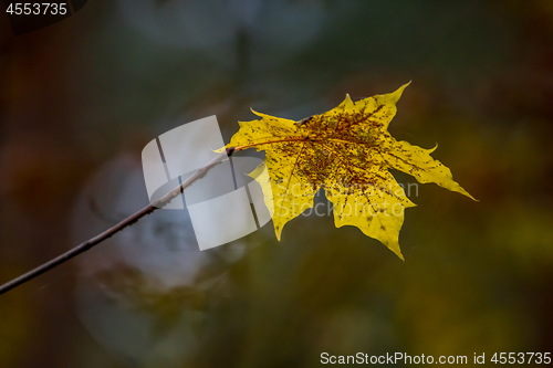 Image of Yellow maple leaf in autumn as background.