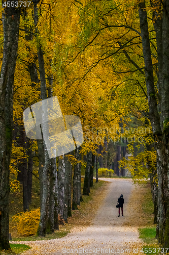 Image of Alley of birches in sunny autumn day.