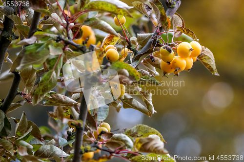 Image of Branch with yellow Paradise apples in autumn day.