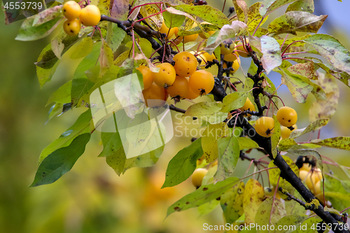 Image of Branch with yellow Paradise apples in autumn day.