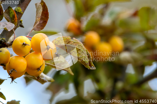Image of Branch with yellow Paradise apples in autumn day.