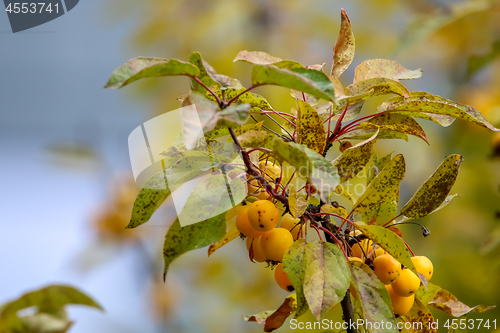 Image of Branch with yellow Paradise apples in autumn day.