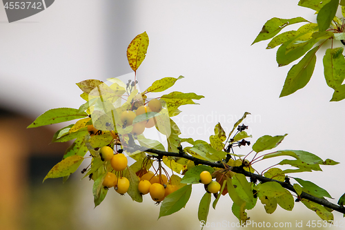 Image of Branch with yellow Paradise apples in autumn day.