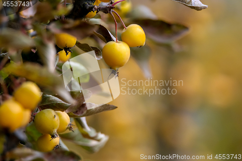 Image of Branch with yellow Paradise apples in autumn day.