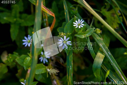 Image of Blue flowers on meadow as background.