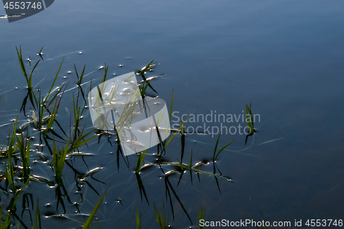 Image of Green grass on river surface as background. 