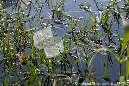 Image of Green grass on river surface as background. 