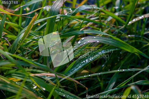 Image of Closeup of grass with rain drops as background.