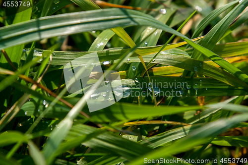 Image of Closeup of grass with rain drops as background.