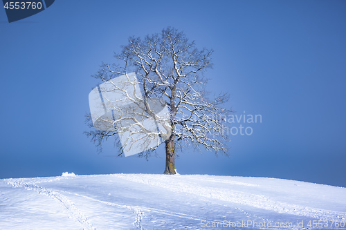 Image of beautiful lonely tree on a snowy hill in winter season