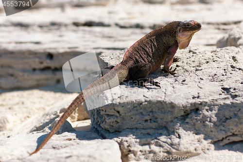 Image of exuma island iguana in the bahamas