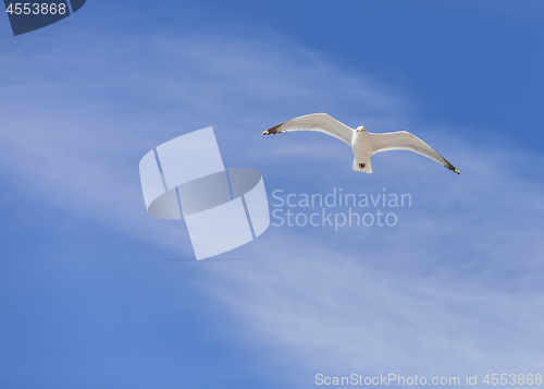 Image of Seagull Flying