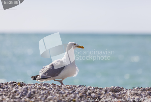 Image of Seagull on the Beach