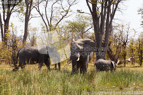 Image of African Elephant Moremi Game reserve, Okavango Delta