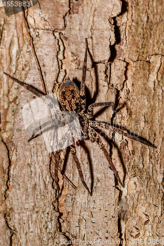 Image of huntsman spider on tree trunk Madagascar