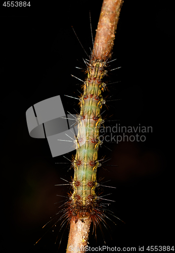 Image of caterpillar founded in Nosy Mangabe, Madagascar