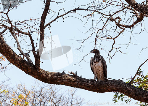 Image of african Martial Eagle, Okavango delta, Botswana, Africa