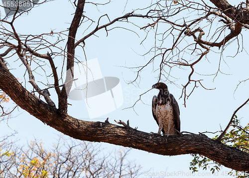 Image of african Martial Eagle, Okavango delta, Botswana, Africa