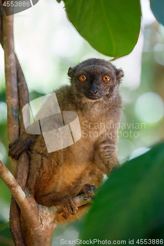 Image of white-headed lemur (Eulemur albifrons), Madagascar