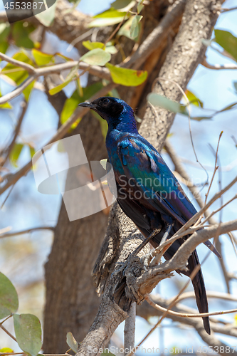 Image of bird Cape starling, Okavango, Botswana Africa