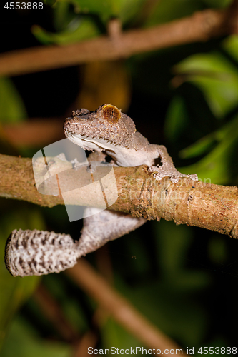 Image of leaf-tailed gecko, Uroplatus fimbriatus, madagascar