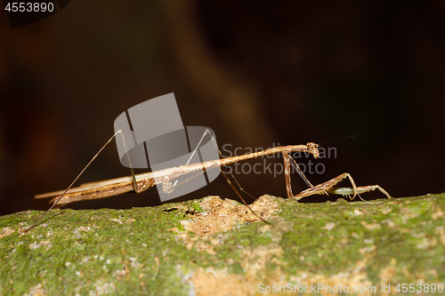 Image of praying mantis on leaf, Madagascar