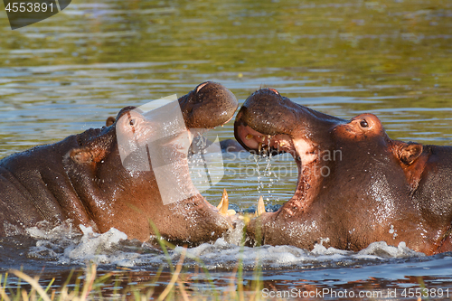 Image of hippo hippopotamus Okavango, Botswana Africa