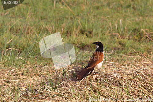 Image of bird coppery-tailed coucal, Okavango, Botswana Africa