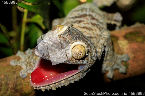 Image of Giant Leaf-tail Gecko, Uroplatus fimbriatus, Madagascar