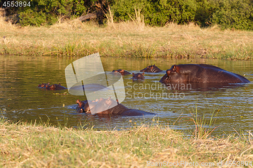 Image of Hippo Hippopotamus, Okavango delta, Botswana Africa