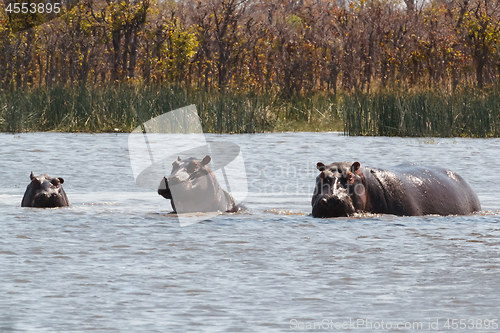 Image of Hippo Hippopotamus, Okavango delta, Botswana Africa