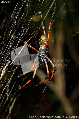 Image of Golden silk orb-weaver, nephila on net Madagascar