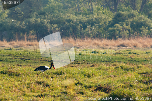 Image of bird Saddle-billed stork, Okavango delta, Botswana Africa