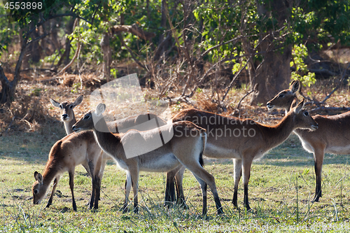 Image of herd southern lechwe in Okavango, Botswana, Africa