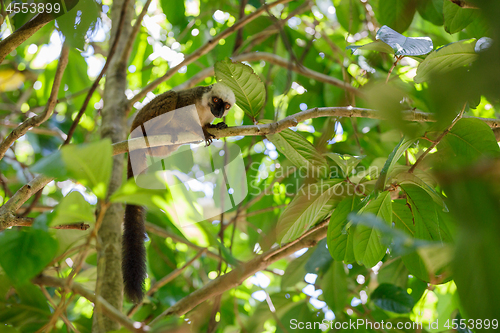 Image of white-headed lemur (Eulemur albifrons), Madagascar