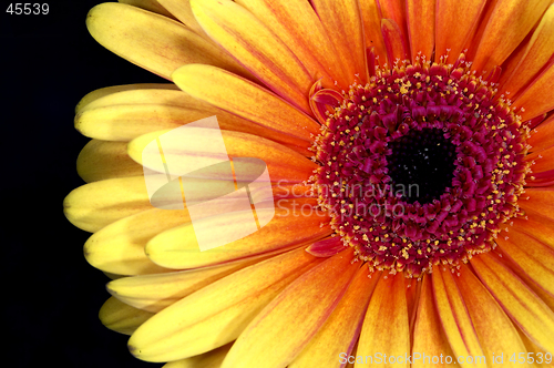 Image of Gerbera flower head