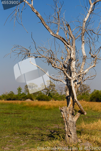 Image of Moremi game reserve, Okavango delta, Africa Botswana