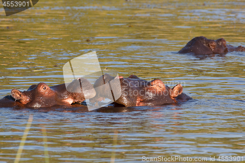 Image of hippo hippopotamus Okavango, Botswana Africa