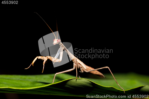 Image of praying mantis on leaf, Madagascar