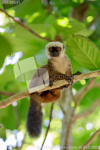 Image of white-headed lemur (Eulemur albifrons), Madagascar