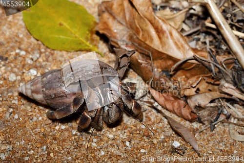 Image of hermit crab with snail shell Madagascar